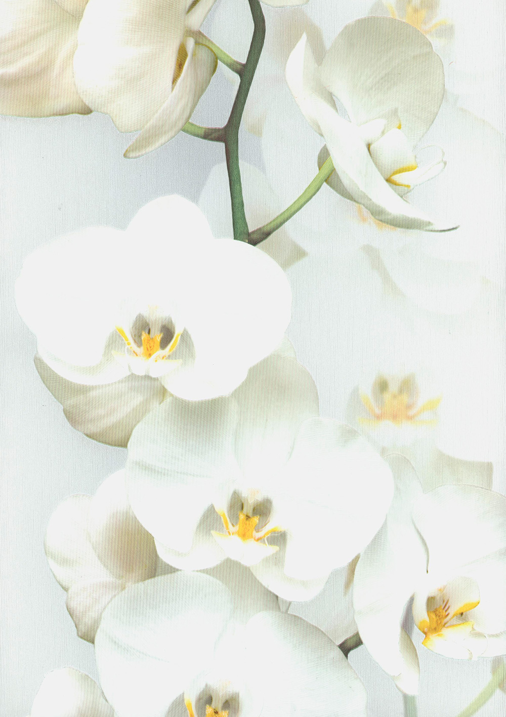 Andrea Rossi Pianosa 54169-1