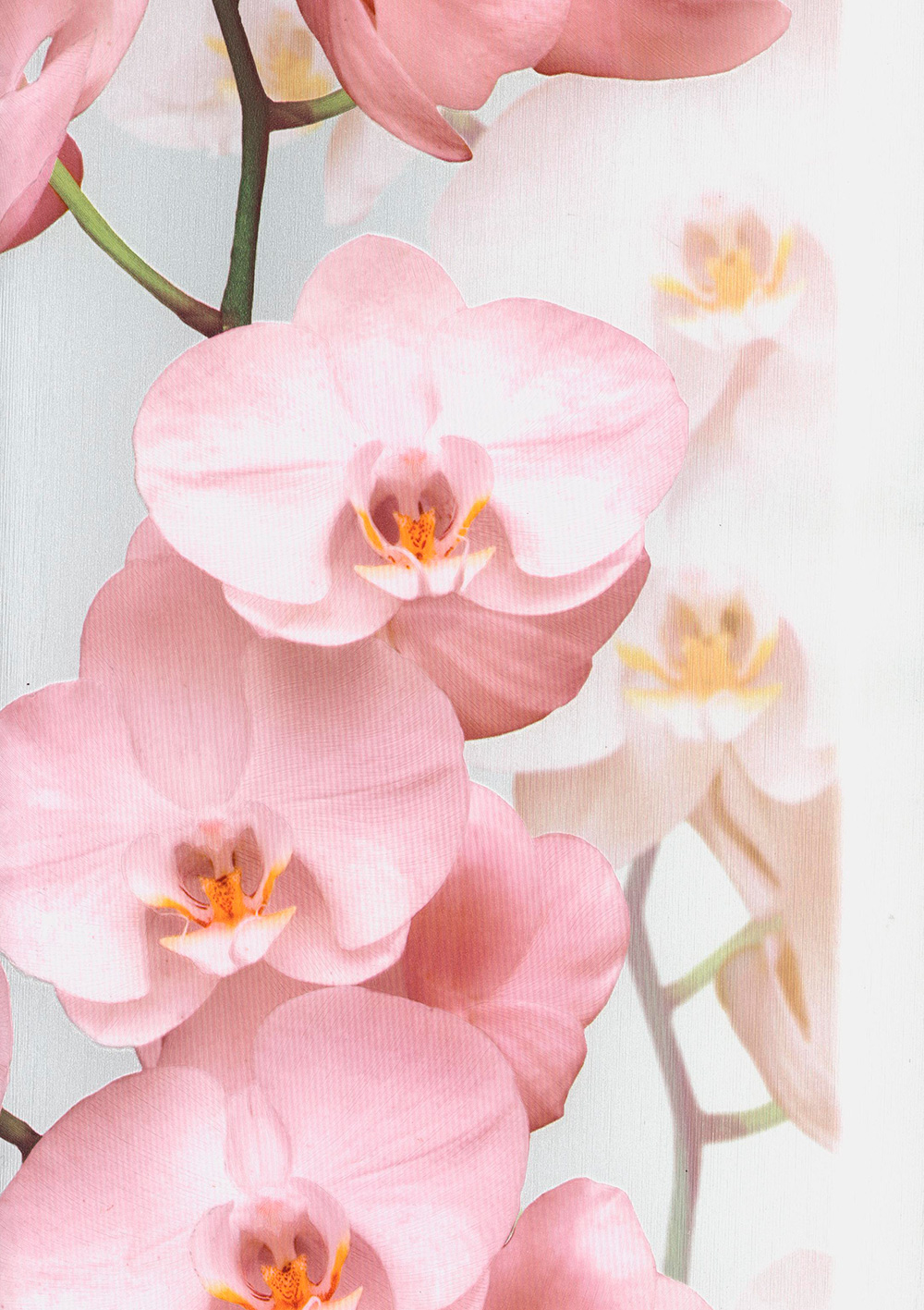 Andrea Rossi Pianosa 54169-2