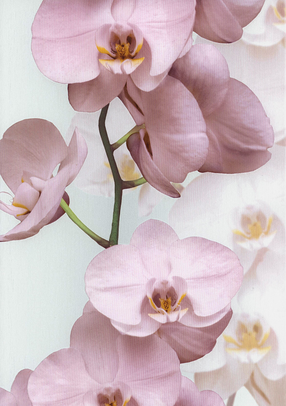 Andrea Rossi Pianosa 54169-3