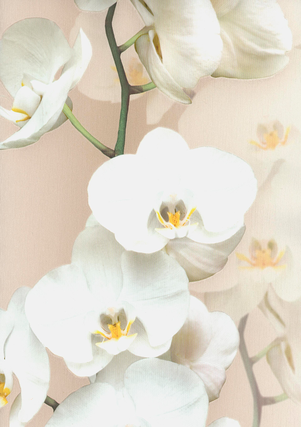 Andrea Rossi Pianosa 54169-5