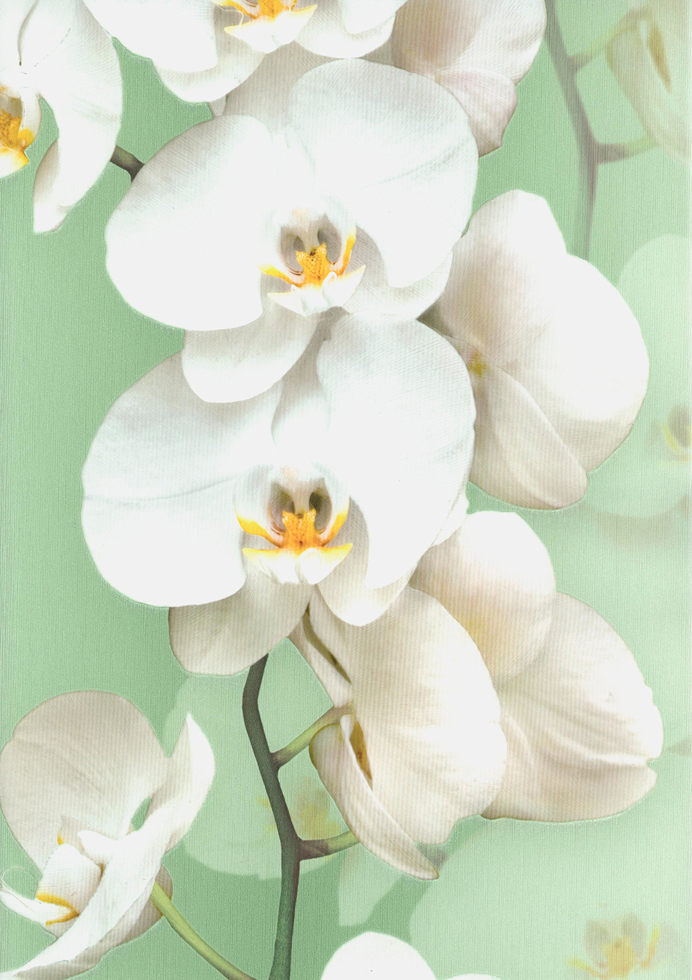 Andrea Rossi Pianosa 54169-6