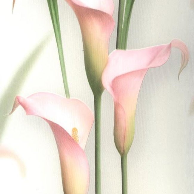 Andrea Rossi Gorgona 54139-2