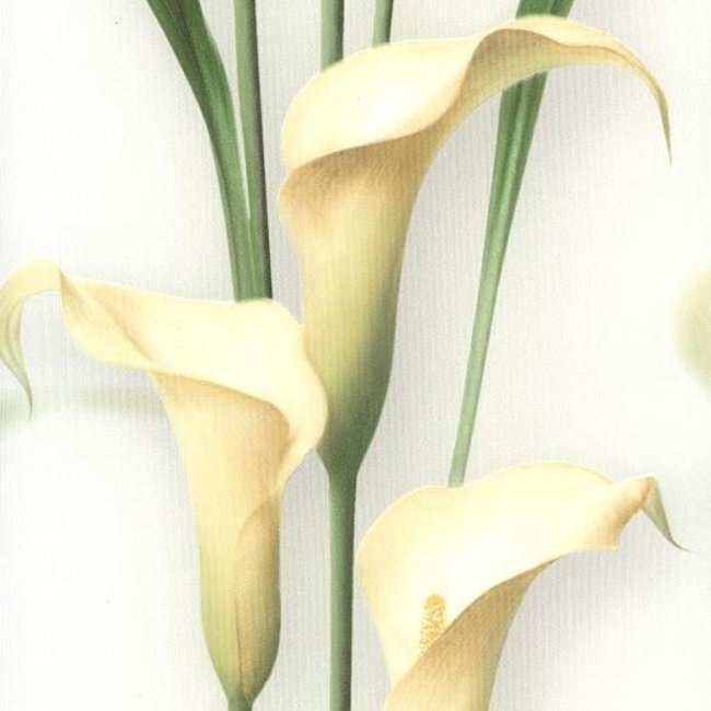 Andrea Rossi Gorgona 54139-3