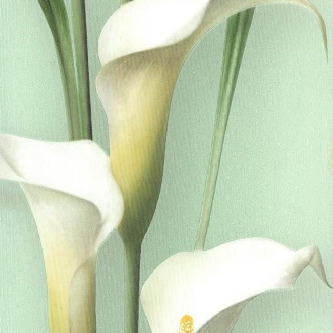 Andrea Rossi Gorgona 54139-4