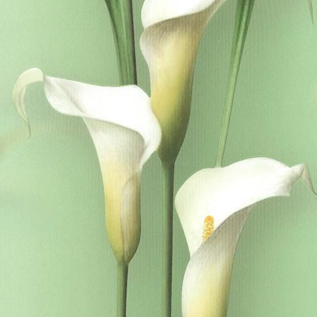 Andrea Rossi Gorgona 54139-5