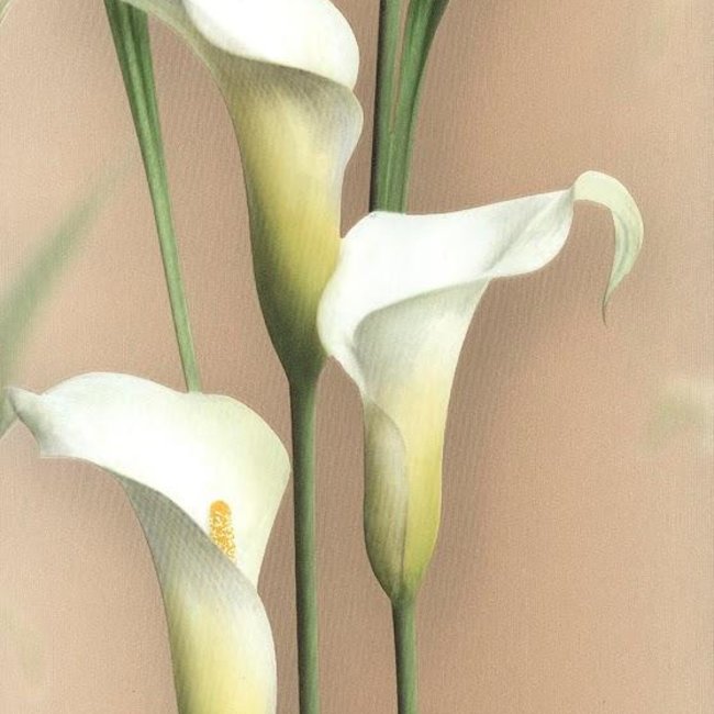 Andrea Rossi Gorgona 54139-6