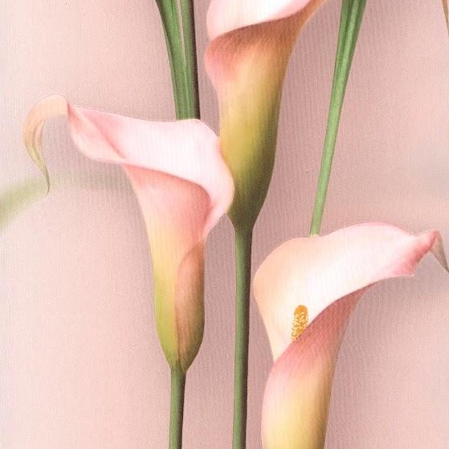 Andrea Rossi Gorgona 54139-8