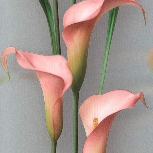 Andrea Rossi Gorgona 54139-10